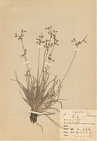 藏品(飄拂草)的圖片